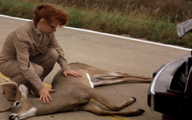  L'automobiliste se lamente sur la mort du cerf